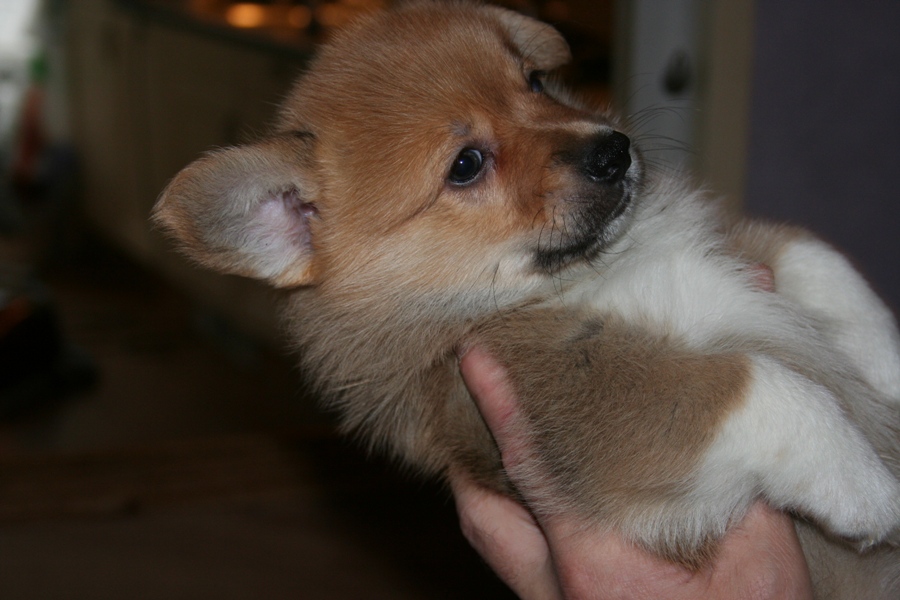 Puppies